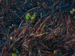 IMGP4937_Blaabaer spirer frem af asken